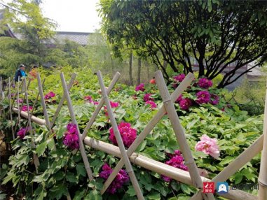 春风拂面花草香 青岛市国学公园牡丹花开繁似锦
