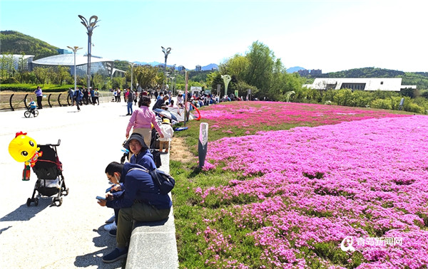 5万人打卡! 莫负好春光 世博园浪漫风车之约等你来