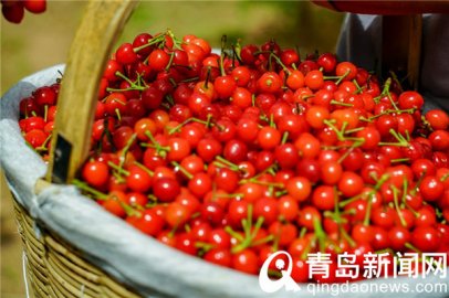 <b>青岛本地樱桃进入丰收期 一年一度的樱桃采摘游正式开启</b>