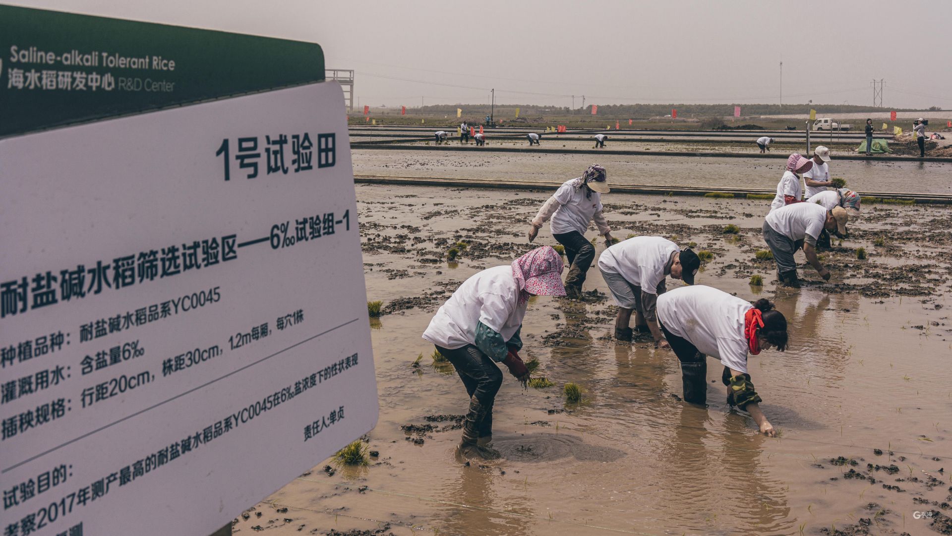 盐碱地飘稻花香！袁隆平在青岛播种的海水稻茁壮成长