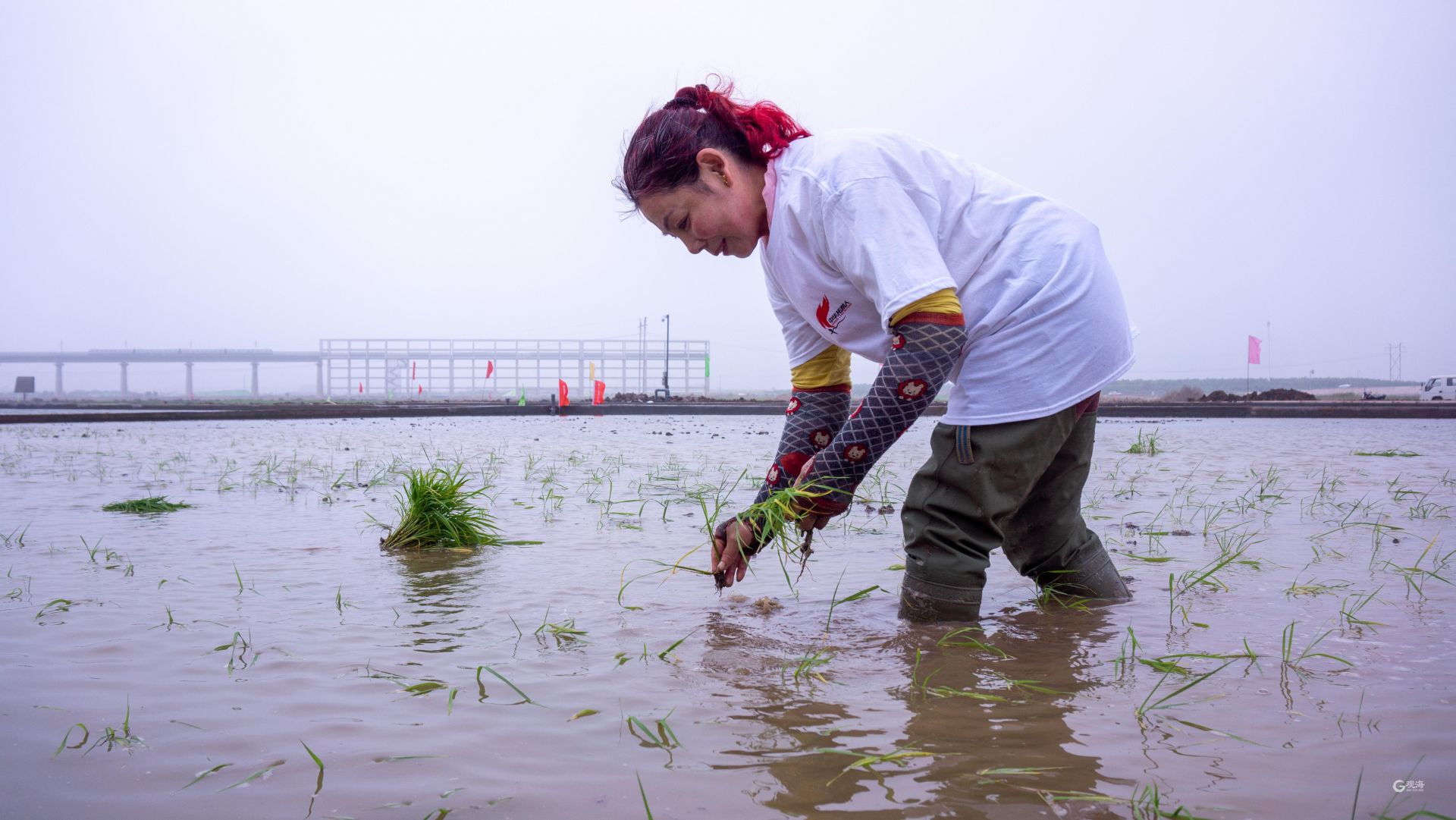 盐碱地飘稻花香！袁隆平在青岛播种的海水稻茁壮成长