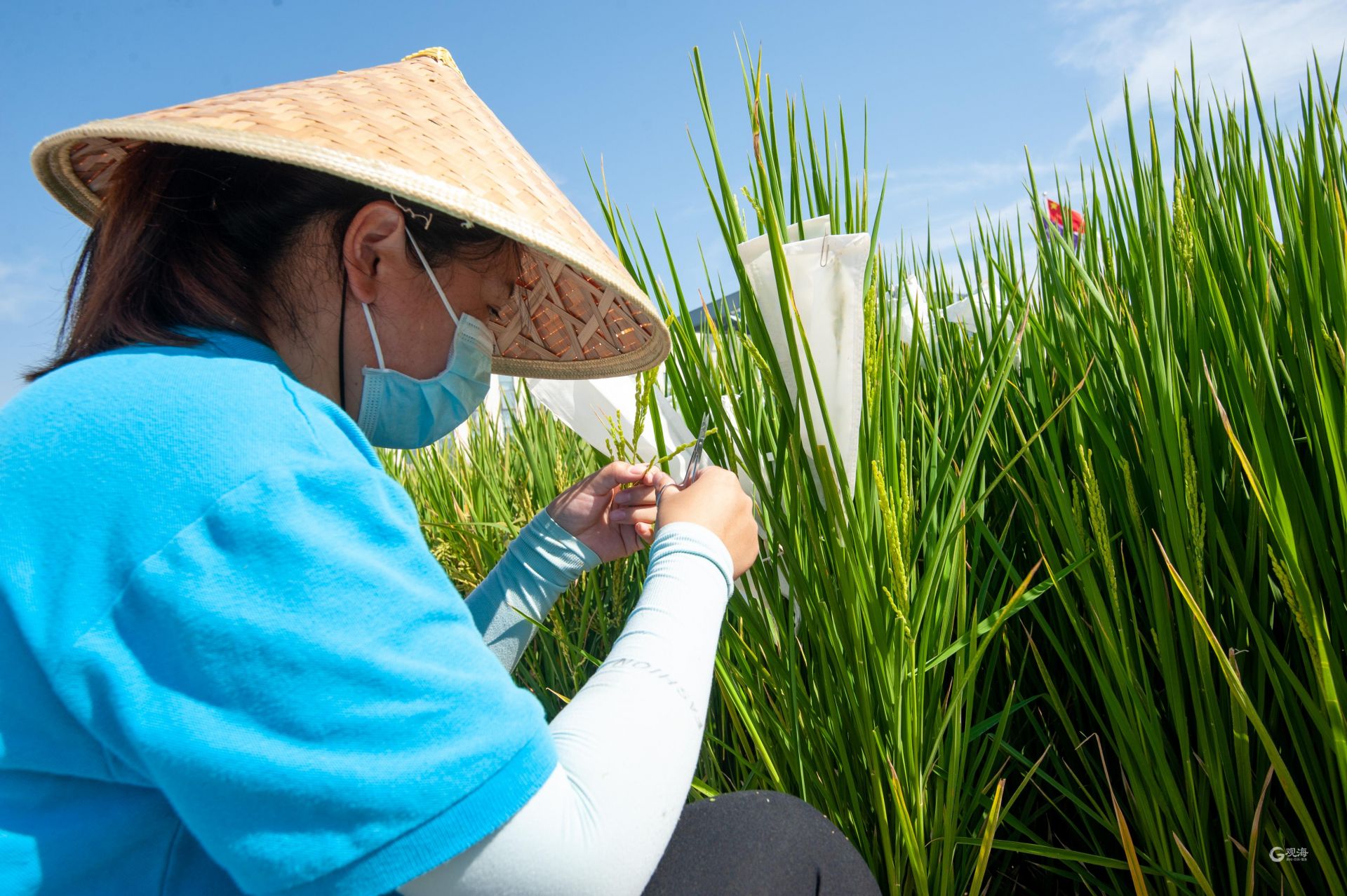 盐碱地飘稻花香！袁隆平在青岛播种的海水稻茁壮成长