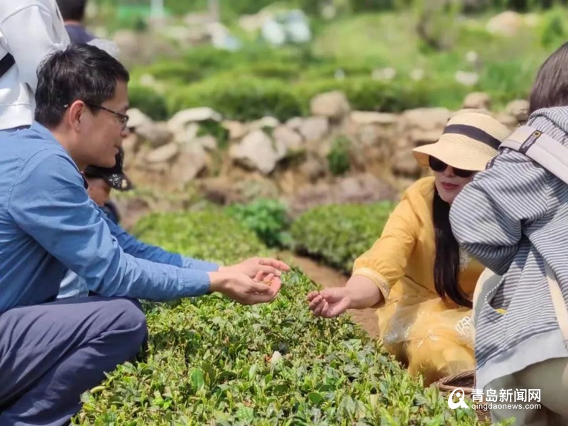 跟着记者一起采茶、品茶 体验崂山茶文化