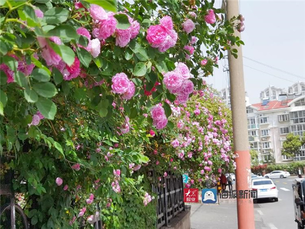 初夏青岛 蔷薇花盛开的季节