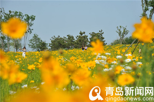 小麦岛金鸡菊开得正艳 夏日海上花岛别有情趣