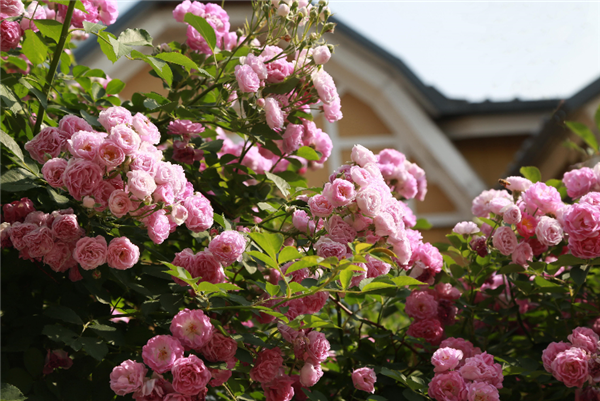 蔷薇花开 谁在“制造”青岛旅游新热点