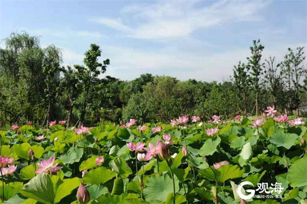 青岛首届荷花节来了！上千种睡莲、荷花免费看，地点就在……