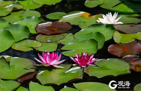 青岛首届荷花节来了！上千种睡莲、荷花免费看，地点就在……