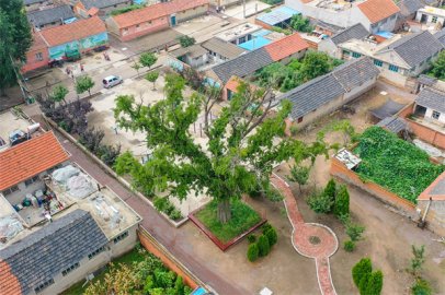 树坚强！即墨有棵630岁银杏树 历经两次火灾依然繁茂