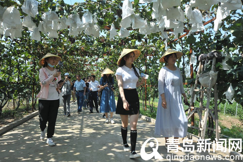 秋高气爽时节 岛城乡村短途游欢乐四溢