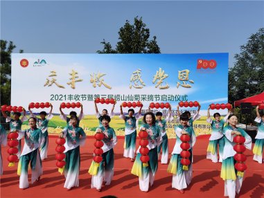 “庆丰收 感党恩”2021丰收节暨第三届崂山仙菊采摘节在北宅启动