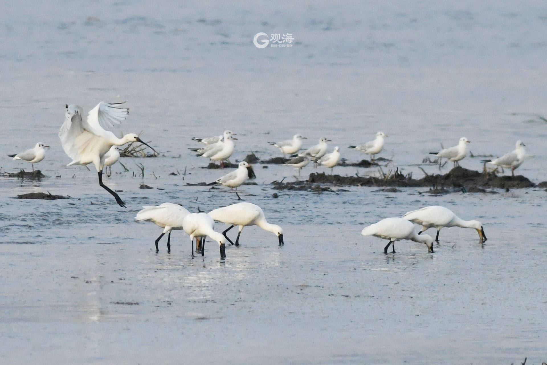 多年未见！国家二级重点保护物种白琵鹭重现