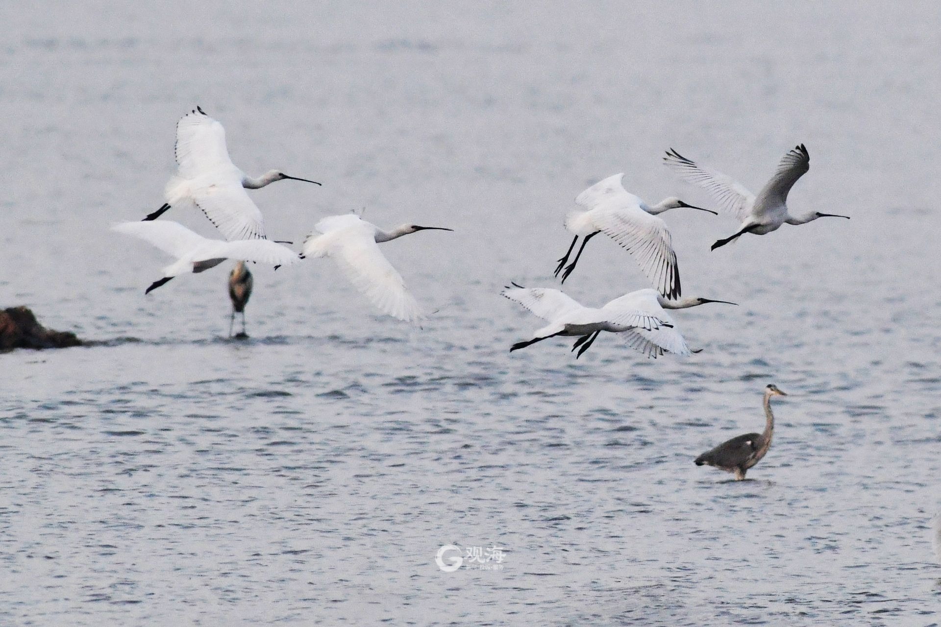 多年未见！国家二级重点保护物种白琵鹭重现