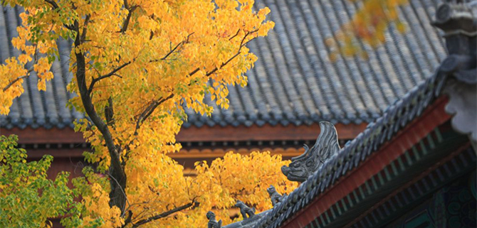 青岛大片：彩叶与古香古色建筑相辉映 秋日即墨古城美不可言