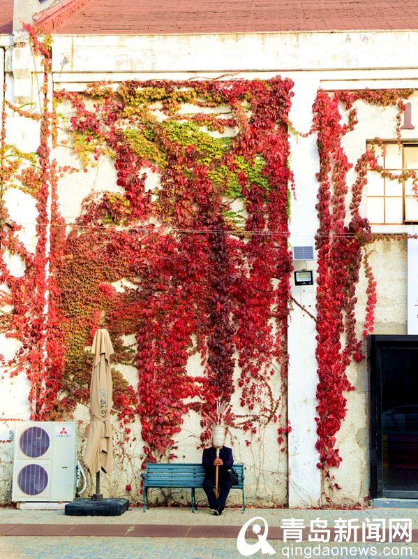 青岛大片：爬墙虎叶子红了 纺织谷老水塔穿上“红裤子”
