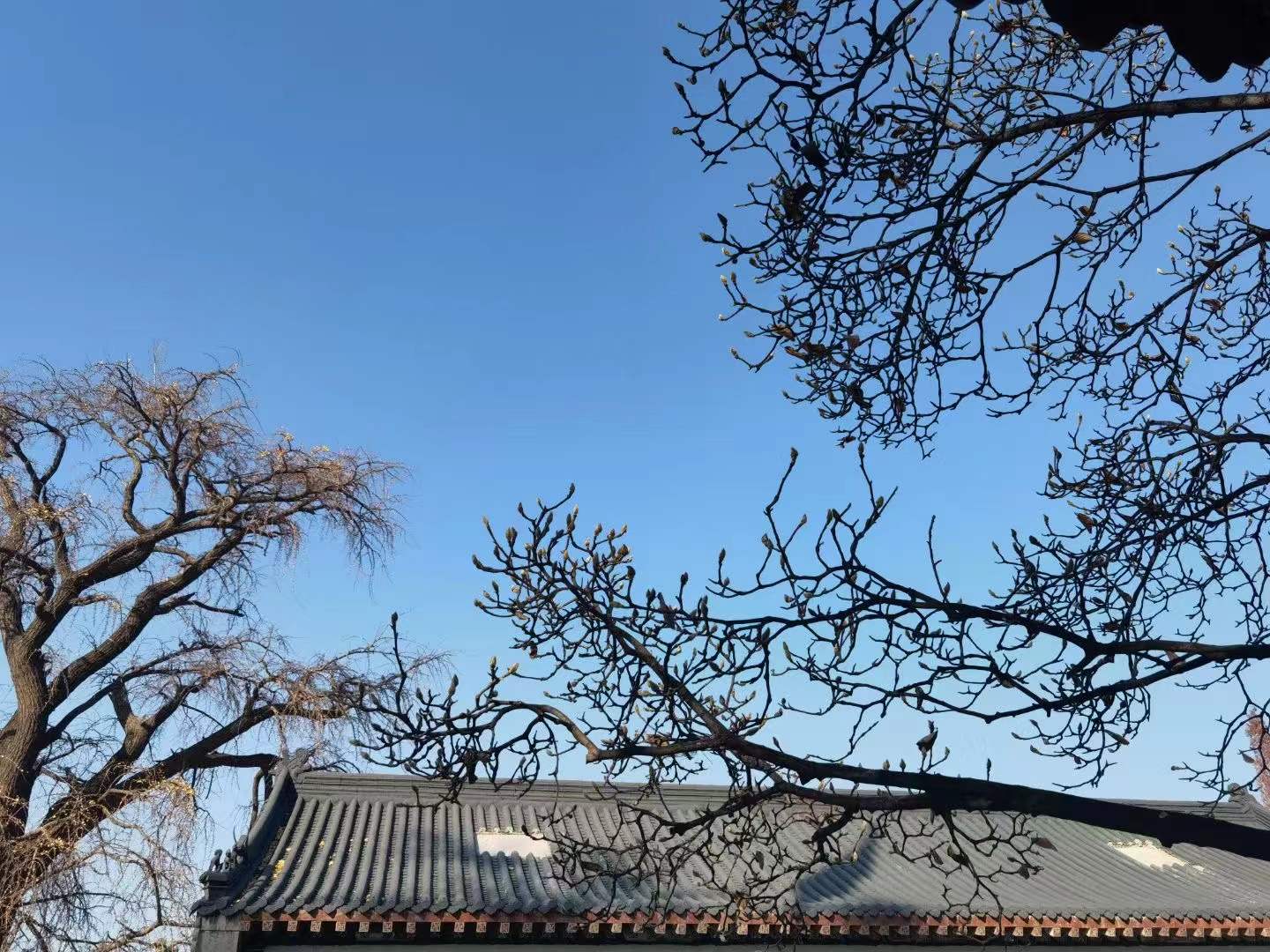 诗城青岛丨喜欢禅意的冬季