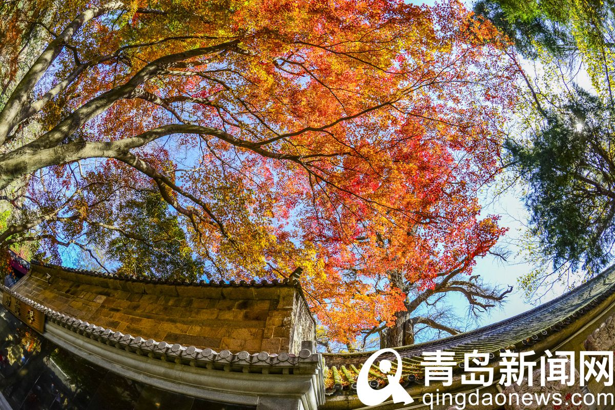 欣赏冬天里的秋天 崂山太清宫枫叶正红