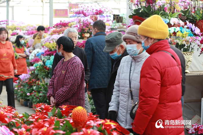 青岛市第三届年宵花节盛大启幕 60余种年宵花等您来选