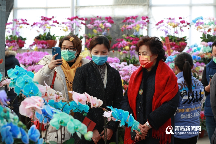 青岛市第三届年宵花节盛大启幕 60余种年宵花等您来选