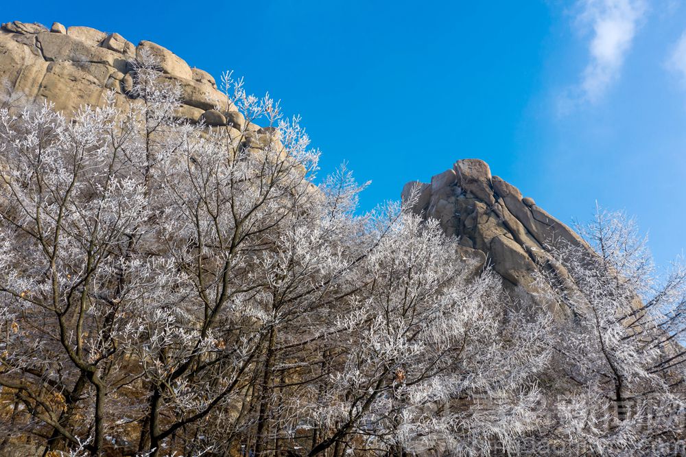 仙山胜境冬日银花 崂山之巅雾凇奇观壮丽无比