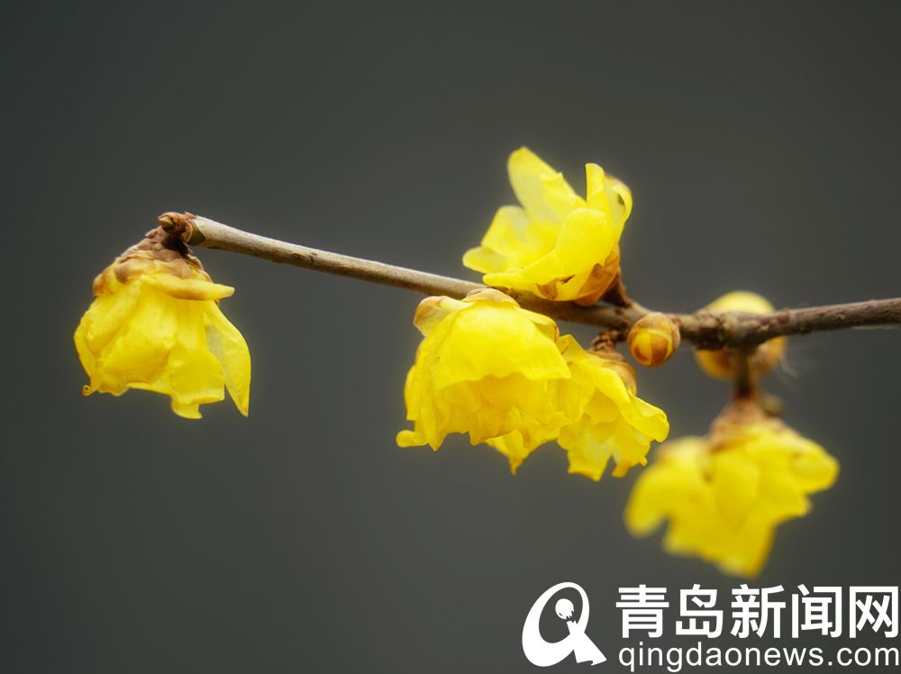 又到腊梅花开时 看梅请去海云庵