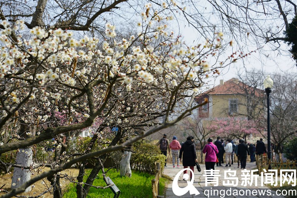 梅上繁枝暗香浮动 青岛中山公园各种梅花进入盛花期