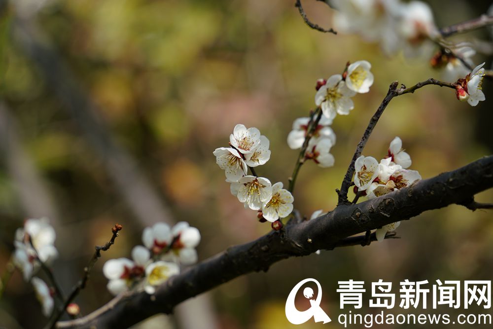 梅上繁枝暗香浮动 青岛中山公园各种梅花进入盛花期