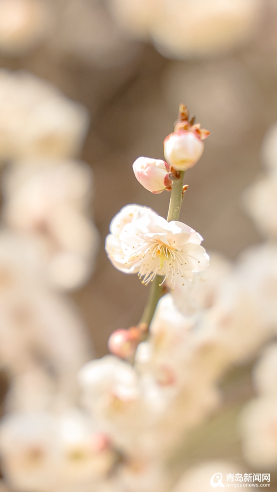 玉兰、桃花含苞待放…青岛百花苑开放 尽现春色盎然