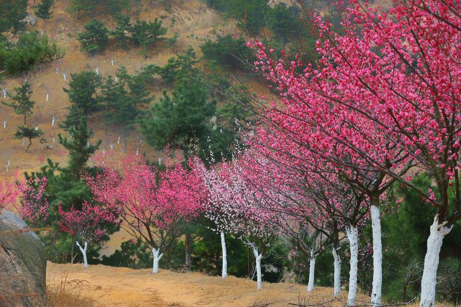 梅花谷梅花绽放春意盎然 即墨天柱山修复矿坑荒山换来美景