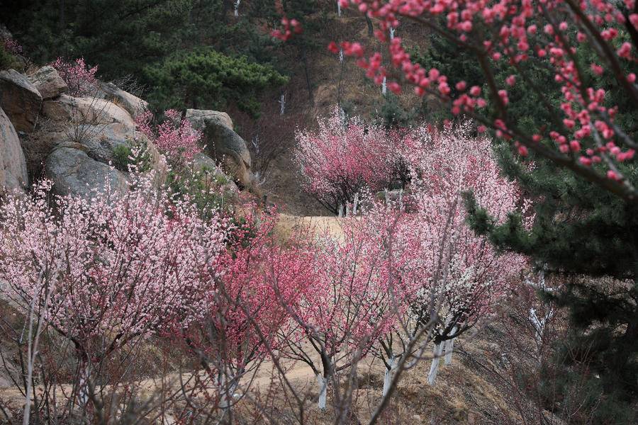 梅花谷梅花绽放春意盎然 即墨天柱山修复矿坑荒山换来美景