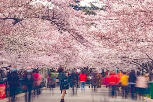 感受春日之美 青岛发布四月观光赏花采摘旅游线路