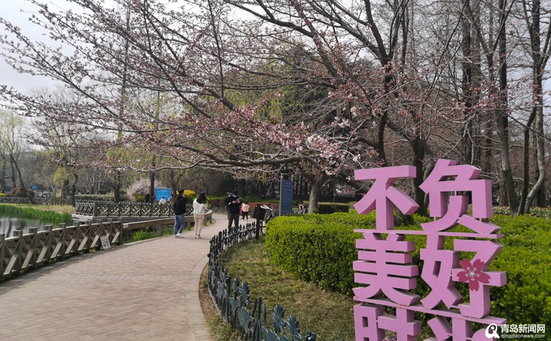 中山公园樱花已开 青岛樱花季正式开启
