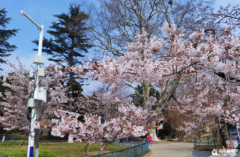 中山公园樱花已开 青岛樱花季正式开启