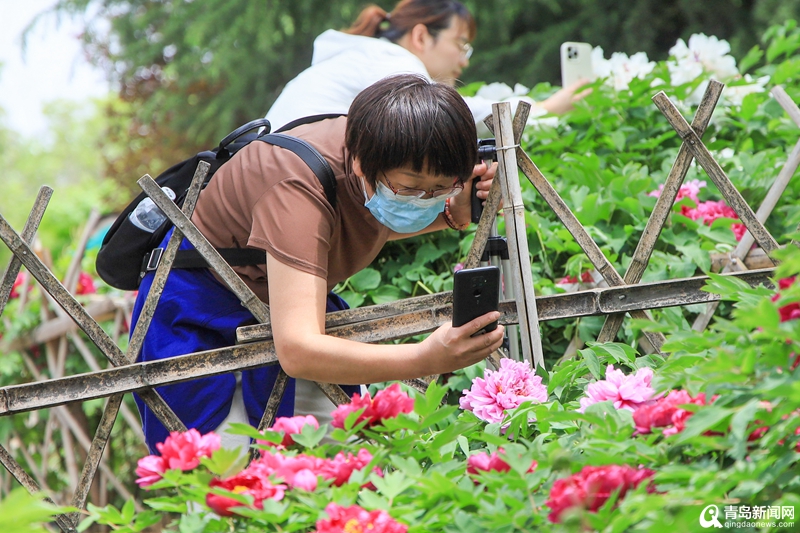 牡丹花迎来盛花期 城阳国学公园里探访＂春之青岛＂