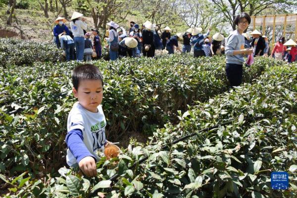 青岛：享春光 采春茶