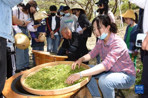 青岛：享春光 采春茶