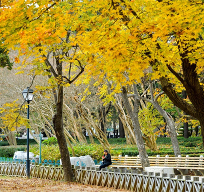 中山公园初冬“彩妆”：每一眼都惊艳