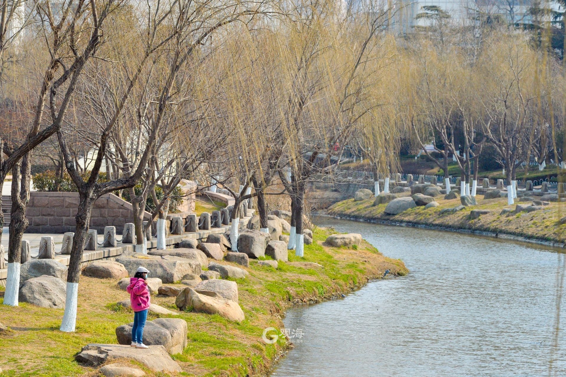 按下春日快进键，青岛海泊河公园花开上线