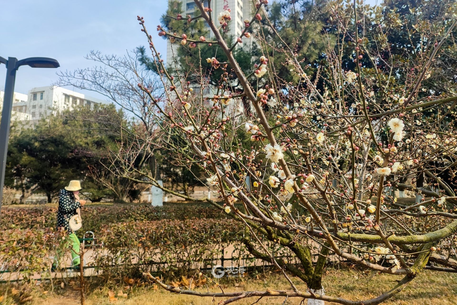 按下春日快进键，青岛海泊河公园花开上线