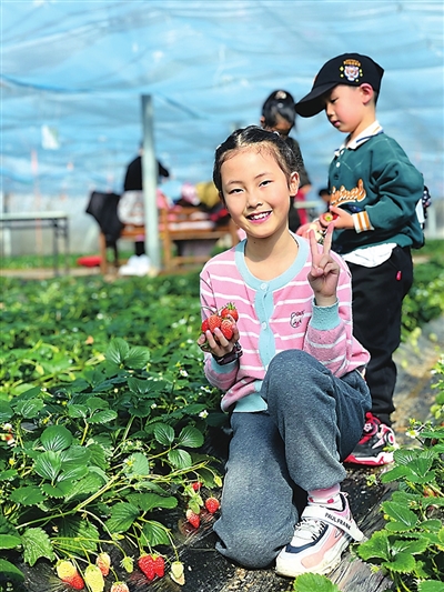 青岛进入草莓最佳采摘季，“新鲜”的采摘实用攻略请收好