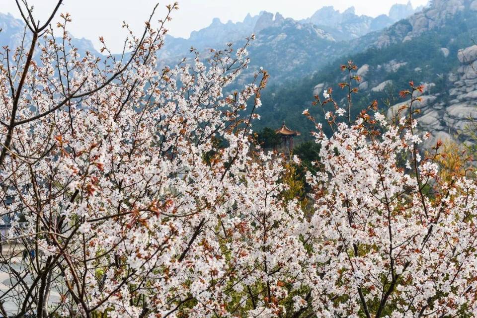 <b>崂山今年花开早 青岛崂山全域赏花地图出炉</b>