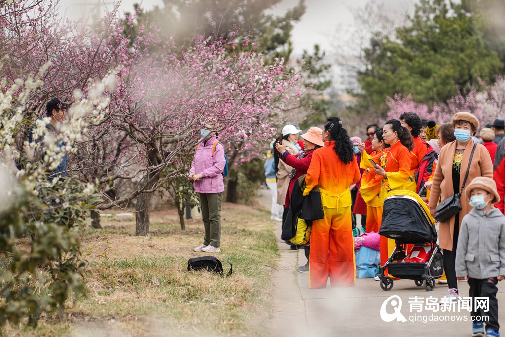 赏梅正当时！第二十三届中国·青岛梅花节正式启幕