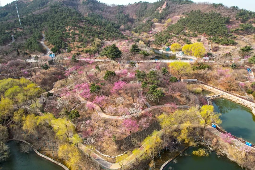 <b>“一枝梅”玩出新花样！青岛“花经济”香气四溢</b>