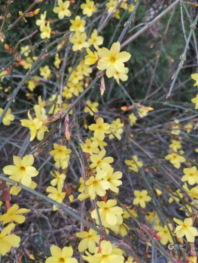 阳春三月，满城花香！青岛地铁带你去看那花花世界