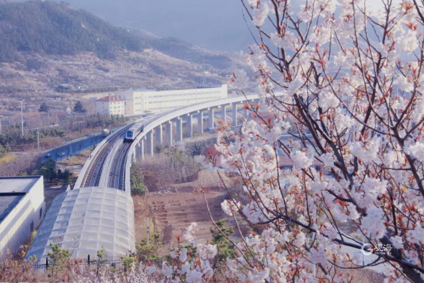 阳春三月，满城花香！青岛地铁带你去看那花花世界