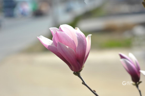 阳春三月，满城花香！青岛地铁带你去看那花花世界