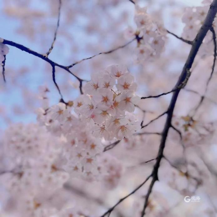 阳春三月，满城花香！青岛地铁带你去看那花花世界