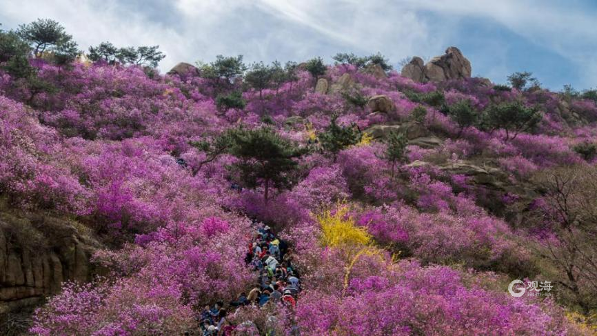 阳春三月，满城花香！青岛地铁带你去看那花花世界