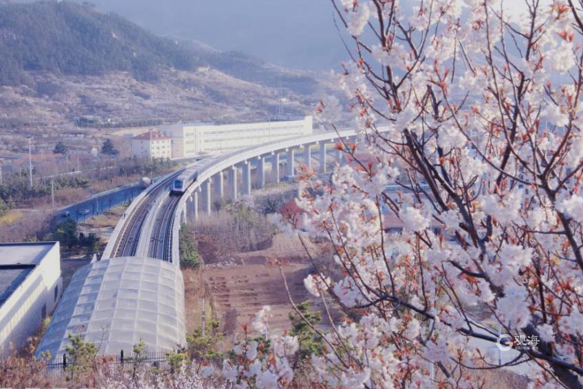 <b>阳春三月，满城花香！青岛地铁带你去看那花花世界</b>