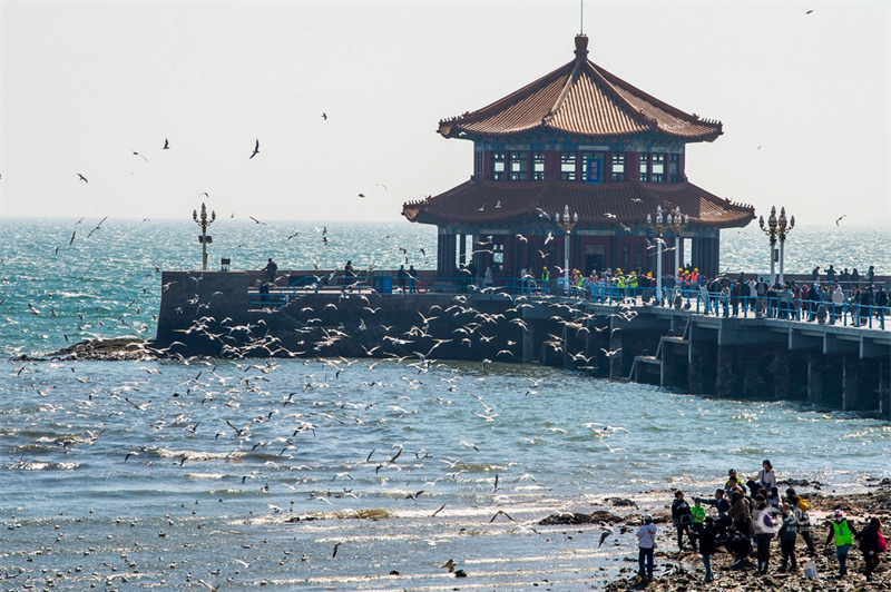 青岛“鸥遇”倒计时 海鸥吹响迁徙“集结号”